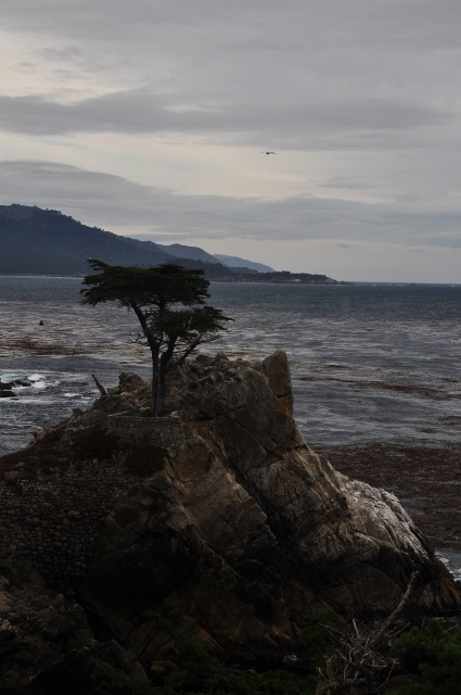 the Lone Cypress